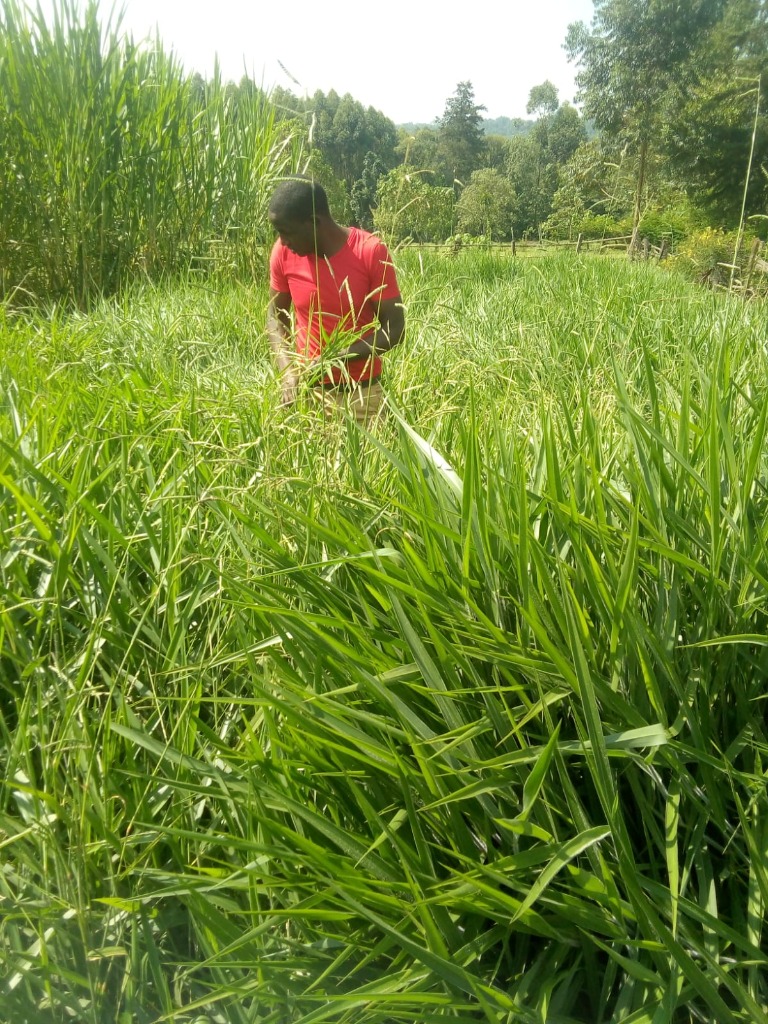 Fodder Establishment