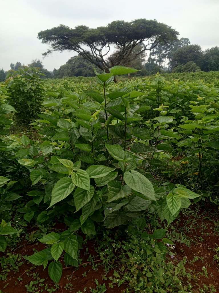 Agroforestry Mulberry Field 2