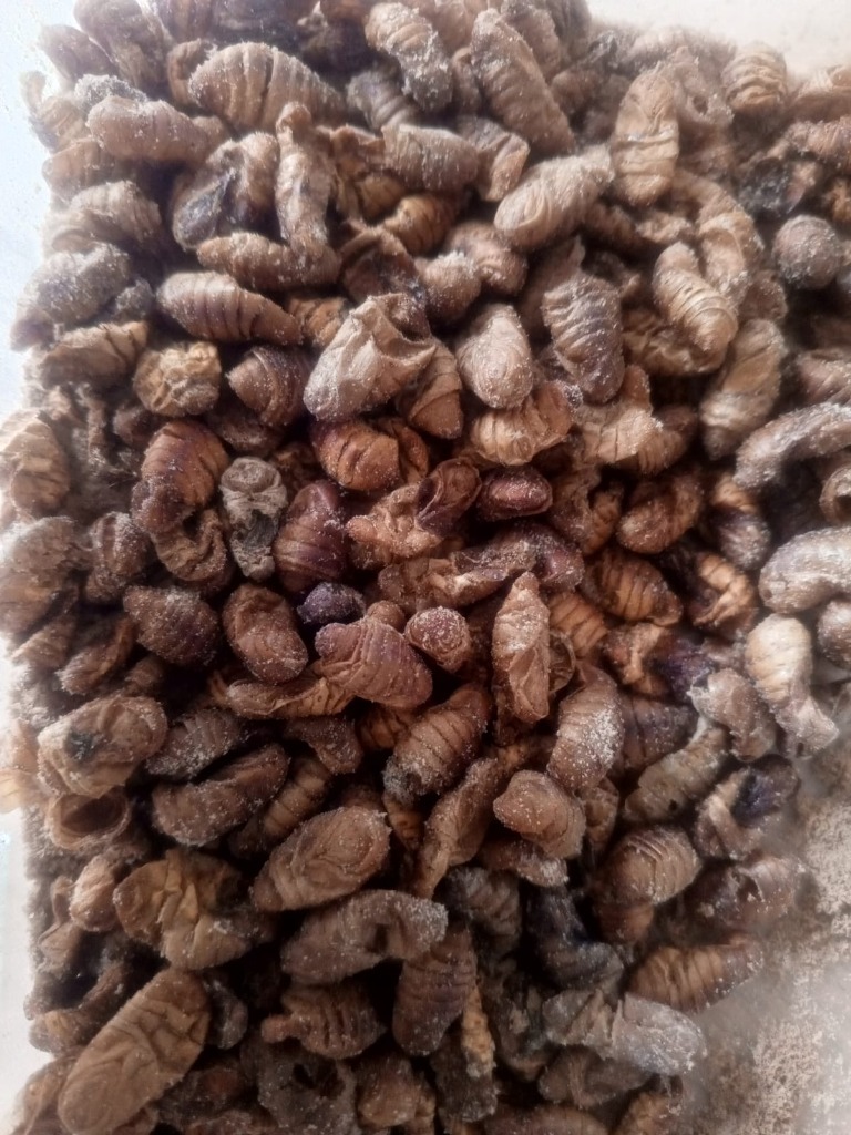 Silkworm Pupa